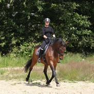 Dansk Varmblod Athos