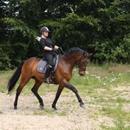 Dansk Varmblod Athos