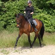 Dansk Varmblod Athos