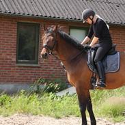 Dansk Varmblod Athos
