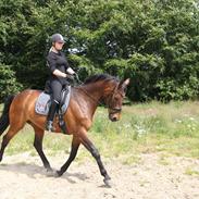Dansk Varmblod Athos