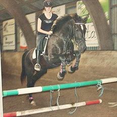 Schweres Warmblut Linde (Red)
