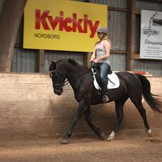 Schweres Warmblut Linde (Red)