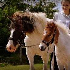 Islænder Hetta fra Toosholm