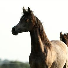 Arabisk fuldblod (OX) Al Safiyyah