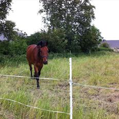 Dansk Varmblod Lui S