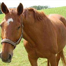 Dansk Varmblod REGITZE
