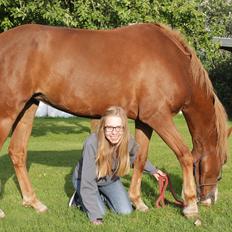 Anden særlig race Carisma
