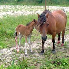 Anden særlig race Trixi's Trioline