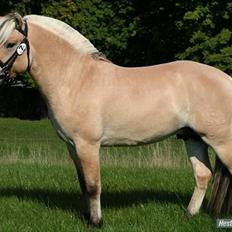 Fjordhest Ågerupgaards Samba