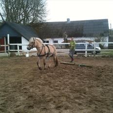 Fjordhest Ågerupgaards Samba