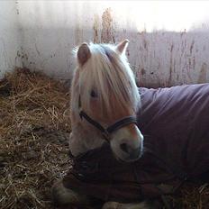Fjordhest Ågerupgaards Samba