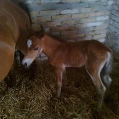 Anden særlig race Trixi's Trioline