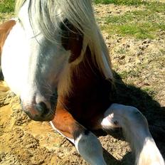 Irish Cob Cosy Beautey Báine (Bounty)