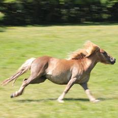 Shetlænder Aastrupgaards August