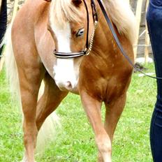 Amerikansk Miniature Søglimts LB Red Rose