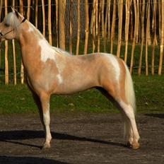 Amerikansk Miniature The Entertainer