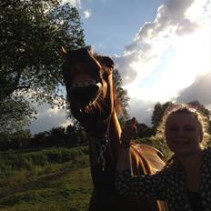 Dansk Varmblod Dalia Imhoff