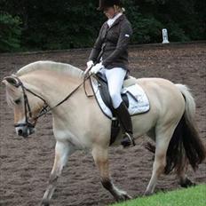 Fjordhest Birkens Morel