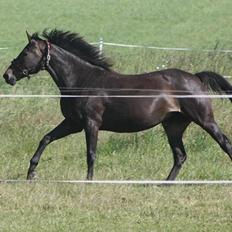 Fransk Varmblod Ines De Fontaine