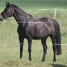 Fransk Varmblod Ines De Fontaine