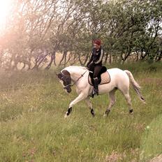 Pinto Mr. Hilton Aquador The lll