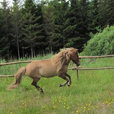 Islænder Gletta fra Sortenborg