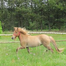 Islænder Gletta fra Sortenborg