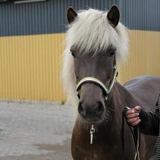 Islænder Vinda Fra Akureyri 