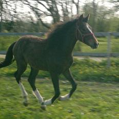 New Forest Lillevangs Loke