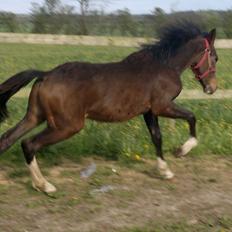 New Forest Lillevangs Loke