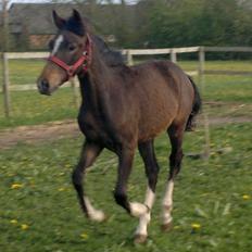 New Forest Lillevangs Loke