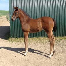 Dansk Varmblod Diego´s Diamond