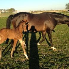 Dansk Varmblod Diego´s Diamond