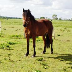 Anden særlig race Lille Luna (låne-pony)