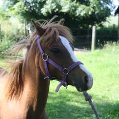 Welsh Mountain (sec A) Harvest Mr. Champ :-)