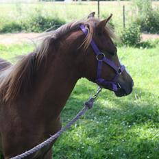 Welsh Mountain (sec A) Harvest Mr. Champ :-)