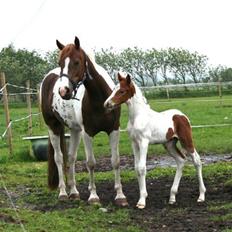 Pinto Daylight Højgård