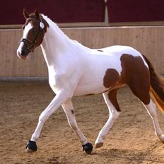 Pinto Daylight Højgård