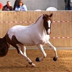 Pinto Daylight Højgård