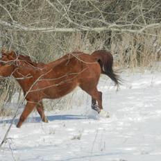 Anden særlig race Racing star