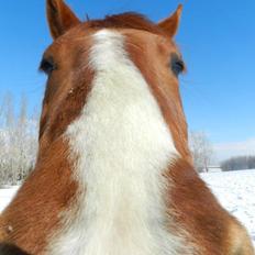 Anden særlig race Racing star