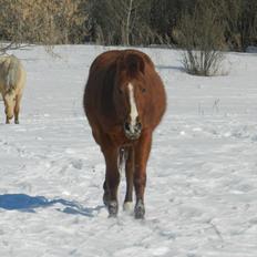 Anden særlig race Racing star