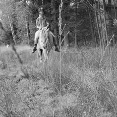 Fjordhest Trøstrupgårds Cnais - The truth<3