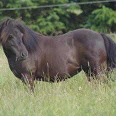 Shetlænder Tasha