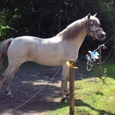 Anden særlig race Mille