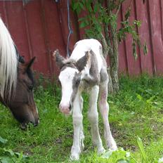 Irish Cob Phoinix of The Irish Western art Ranch