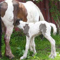Irish Cob Phoinix of The Irish Western art Ranch