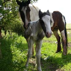Irish Cob Phoinix of The Irish Western art Ranch