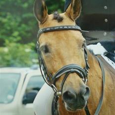 Anden særlig race Dunn